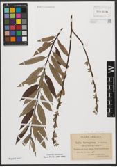 Foto von Salix stipularis Sm.